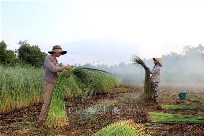 Vợ chồng ông Nguyễn Văn Cu thu hoạch lác. Ảnh: Đức Hạnh - TTXVN
