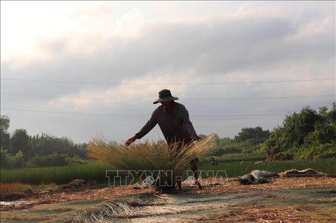 Người dân Nhựt Tảo phơi lác từ 6h sáng khi mặt trời còn chưa ló dạng. Ảnh: Đức Hạnh - TTXVN