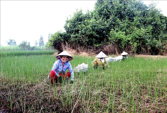 Những người dân Nhựt Tảo đang làm cỏ trong ruộng lác. Ảnh: Đức Hạnh - TTXVN