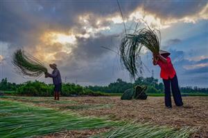 Tây Ninh: Giữ nhịp nghề quê bên vàm Nhựt Tảo