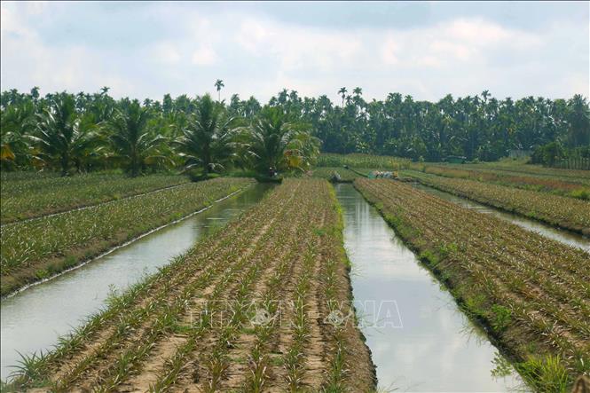 Nông dân xã Hỏa Lựu (Cần Thơ) chuyển đổi đất trồng lúa sang trồng khóm. Ảnh: Duy Khương – TTXVN
