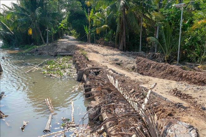 Một điểm sạt lở sông Rạch Mọp được xã Nhơn Mỹ gia cố tạm bằng cành dừa. Ảnh: Thanh Liêm - TTXVN