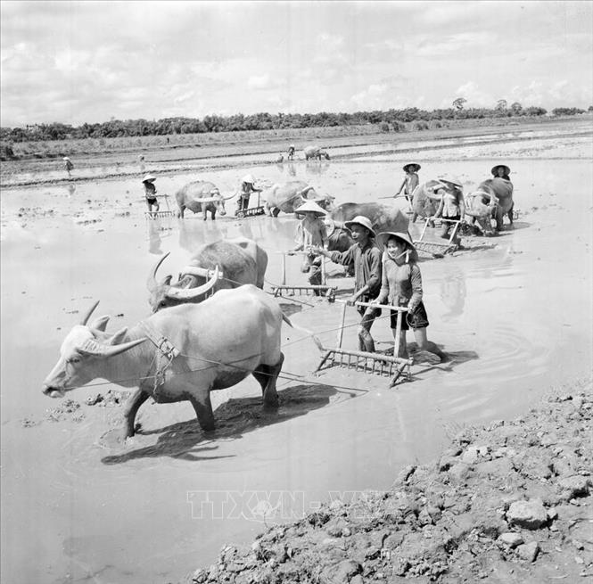 Phụ nữ HTX Yên Duyên (Hà Nội) học cầy bừa đảm nhiệm phần việc của nam giới đi làm nhiệm vụ (1965). Ảnh: Phạm Tuệ - TTXVN