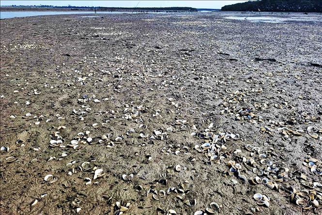 Xác ngao chết trắng bãi nuôi tại thôn Mai Lâm (xã Mai Phụ). Ảnh: Hữu Quyết - TTXVN