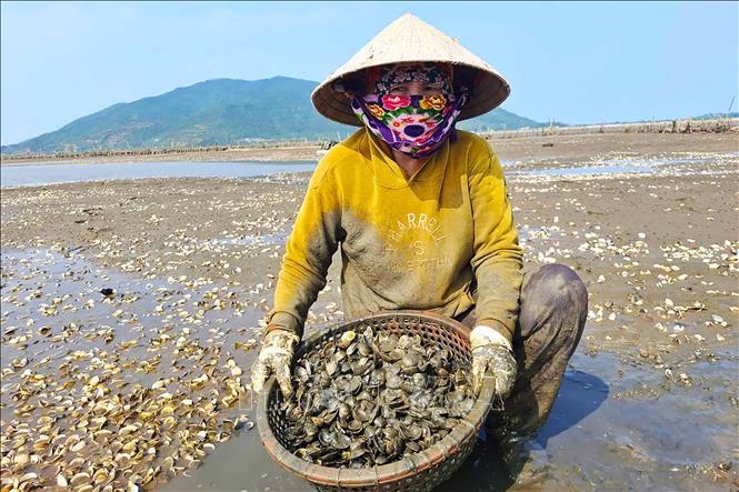Hiện đã có hơn 250 tấn ngao tại thôn Mai Lâm (xã Mai Phụ) bị chết. Ảnh: Hữu Quyết - TTXVN
