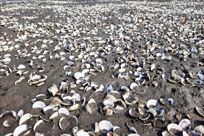 Xác ngao chết trắng bãi nuôi tại thôn Mai Lâm (xã Mai Phụ). Ảnh: Hữu Quyết - TTXVN