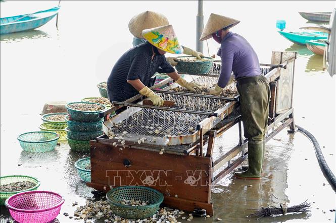 Người dân thôn Mai Lâm (xã Mai Phụ) sàng lọc, phân loại ngao sau khi thu hoạch. Ảnh: Hữu Quyết - TTXVN