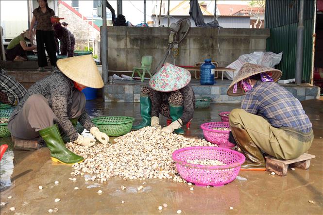 Người dân thôn Mai Lâm (xã Mai Phụ) sàng lọc, phân loại ngao bị chết. Ảnh: Hữu Quyết - TTXVN