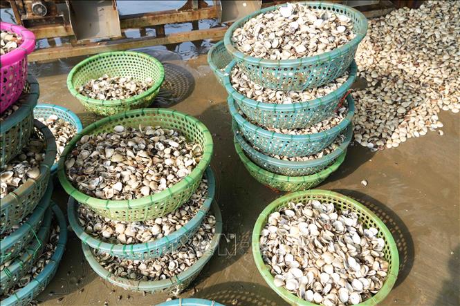 Tỷ lệ ngao chết từ 30%-50%, cá biệt có nơi lên đến 80%. Ảnh: Hữu Quyết - TTXVN