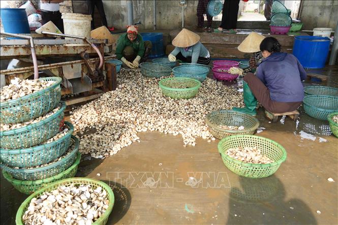 Người dân thôn Mai Lâm (xã Mai Phụ) sàng lọc, phân loại ngao bị chết. Ảnh: Hữu Quyết - TTXVN