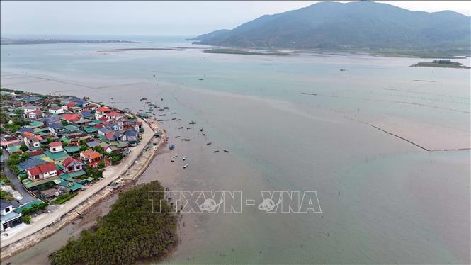 Vùng nuôi ngao tại thôn Mai Lâm, xã Mai Phụ có diện tích khoảng 80ha. 