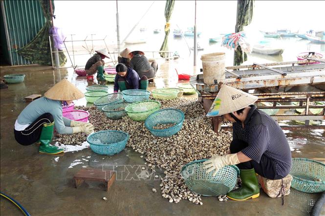 Người dân thôn Mai Lâm (xã Mai Phụ) sàng lọc, phân loại ngao bị chết. Ảnh: Hữu Quyết - TTXVN