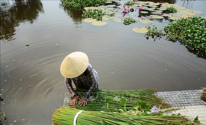 A Pho Trach villager washes Bang grass after harvesting. VNA Photo: Văn Dũng