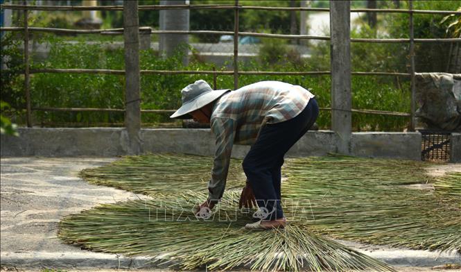 Bang grass must be dried for 3 to 5 days after harvesting, then it can be used for weaving. VNA Photo: Văn Dũng
