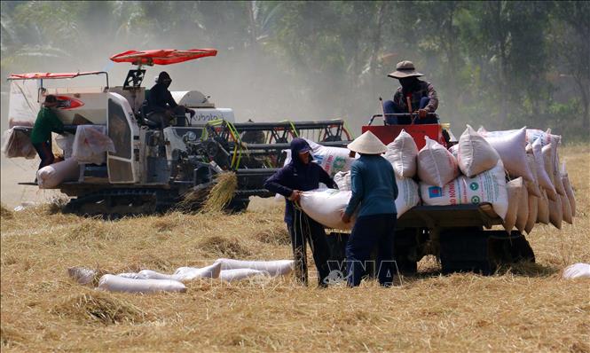 Cần Thơ xác định sản xuất lúa gạo không chỉ đảm bảo an ninh lương thực mà còn góp phần quan trọng vào phát triển kinh tế và nâng cao đời sống người dân. Ảnh: Duy Khương – TTXVN