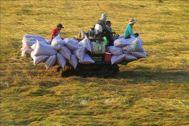 Từ một nền sản xuất tự cung tự cấp, Cần Thơ đã vươn lên trở thành một trong những địa phương dẫn đầu cả nước về sản lượng lúa. Ảnh: Duy Khương – TTXVN