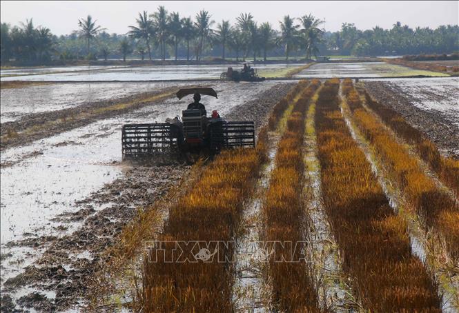 Thành phố Cần Thơ đã cơ giới hóa gần như toàn bộ việc sản xuất lúa. Ảnh: Duy Khương – TTXVN