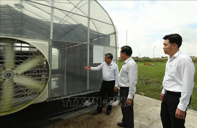 Việc tiếp tục đầu tư vào khoa học công nghệ, phát triển nguồn nhân lực và mở rộng thị trường sẽ là những yếu tố then chốt giúp ngành nông nghiệp thành phố Cần Thơ phát triển bền vững trong tương lai. Ảnh: Duy Khương – TTXVN