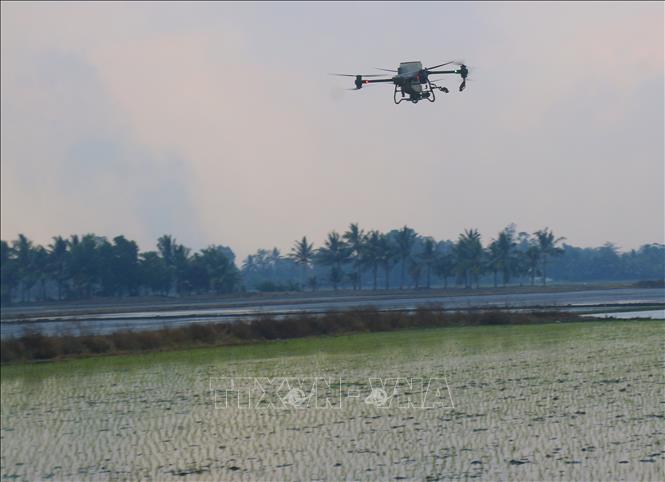 Cần Thơ ứng dụng công nghệ cao trong sản xuất lúa Ảnh: Duy Khương – TTXVN