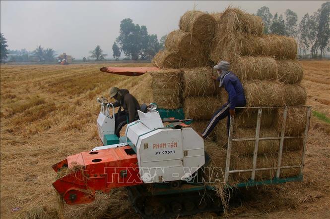 Cần Thơ tích cực tham gia Đề án “Phát triển bền vững 1 triệu hecta chuyên canh lúa chất lượng cao và phát thải thấp gắn với tăng trưởng xanh vùng Đồng bằng sông Cửu Long”. Ảnh: Duy Khương – TTXVN