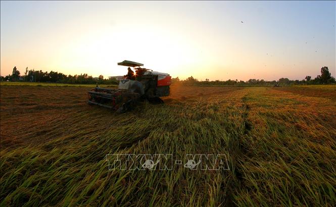 Thành phố Cần Thơ đã cơ giới hóa gần như toàn bộ việc sản xuất lúa. Ảnh: Duy Khương – TTXVN