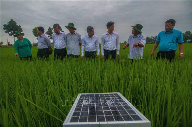 Cần Thơ đẩy mạnh chuyển đổi số trong trong sản xuất lúa. Ảnh: Duy Khương – TTXVN