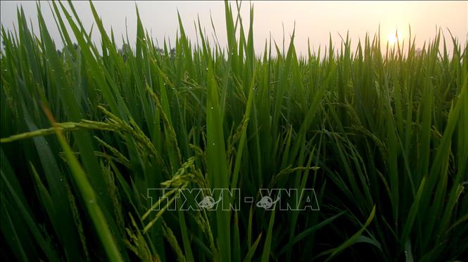 Các giống lúa chất lượng cao như gạo thơm, gạo hữu cơ, gạo đặc sản ngày càng được chú trọng phát triển ở Cần Thơ. Ảnh: Duy Khương – TTXVN