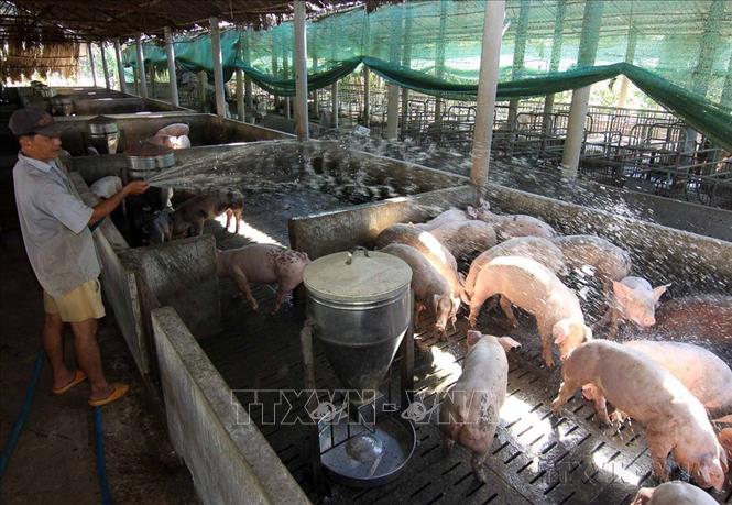 Hộ nông dân Phan Thanh Nhã, ấp Tân Lập, xã Cây Gáo, huyện Trảng Bom (Đồng Nai) là một trong những hộ nông dân sản xuất kinh doanh giỏi cấp tỉnh (2015). Ảnh: Vũ Sinh - TTXVN