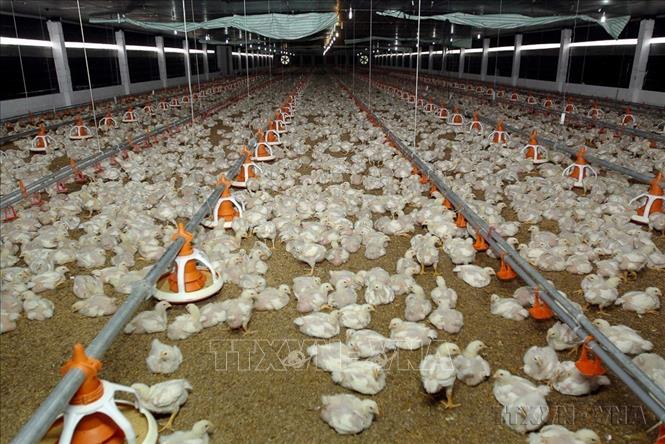 Khu chăn nuôi gia cầm tại huyện Long Khánh, tỉnh Đồng Nai. Ảnh: Thanh Vũ-TTXVN