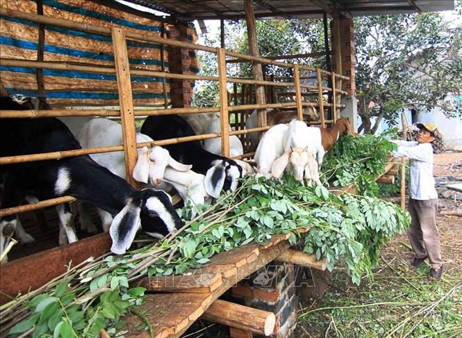 Hộ nông dân Lầu Tắc Quang, ấp 3, xã Sông Trầu, huyện Trảng Bom được Hội Nông dân tỉnh Đồng Nai chuyển giao khoa học kỹ thuật và vay vốn nuôi dê phát huy hiệu quả (2015). Ảnh: Vũ Sinh – TTXVN