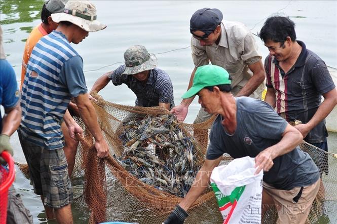 Nông dân Trà Cổ (thuộc huyện miền núi Tân Phú, tỉnh Đồng Nai) phấn khởi thu hoạch tôm càng xanh (2017). Ảnh: Công Phong - TTXVN