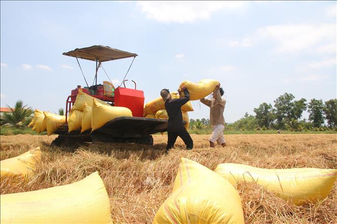 Diện tích lúa tại tỉnh Cà Mau hiện có hơn 185.000 ha, trong đó khoảng 50% diện tích lúa - tôm. Ảnh: Chanh Đa - TTXVN
