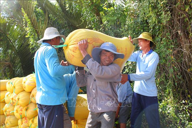 Nông dân xã Châu Thới (tỉnh Cà Mau) thu hoạch lúa vụ Đông Xuân. Ảnh: Chanh Đa - TTXVN
