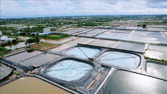Cà Mau có trên 435.000 ha diện tích nuôi tôm, chiếm khoảng 40% diện tích nuôi tôm toàn quốc. Ảnh: Chanh Đa - TTXVN
