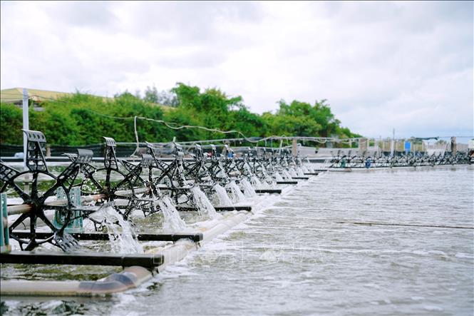 Các mô hình nuôi tôm công nghệ cao tại Cà Mau ngày càng phát triển, mang lại giá trị kinh tế lớn. Ảnh: Chanh Đa - TTXVN
