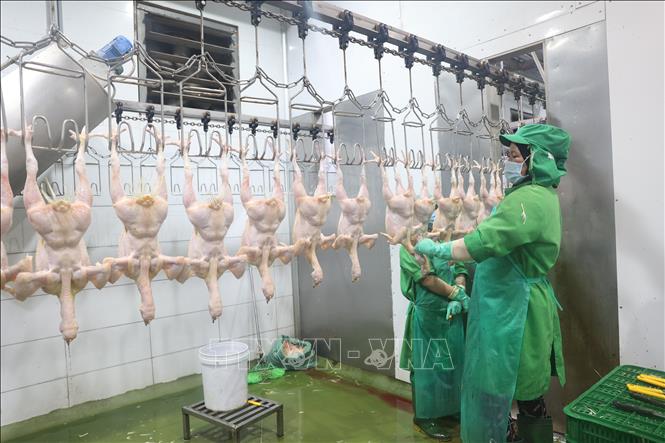 Dây chuyền giết mổ, chế biến gà thịt của công ty. Ảnh: Thanh Tân - TTXVN