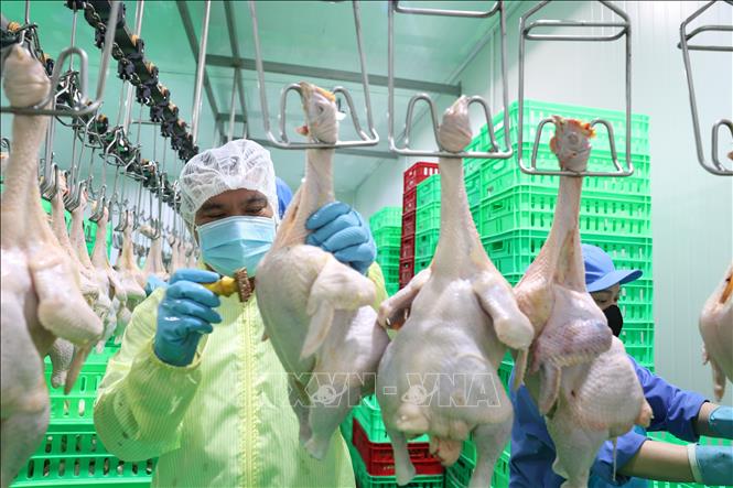 Cán bộ thú y đóng dấu kiểm dịch, đảm bảo an toàn thực phẩm trên gà thịt sau giết mổ. Ảnh: Thanh Tân - TTXVN