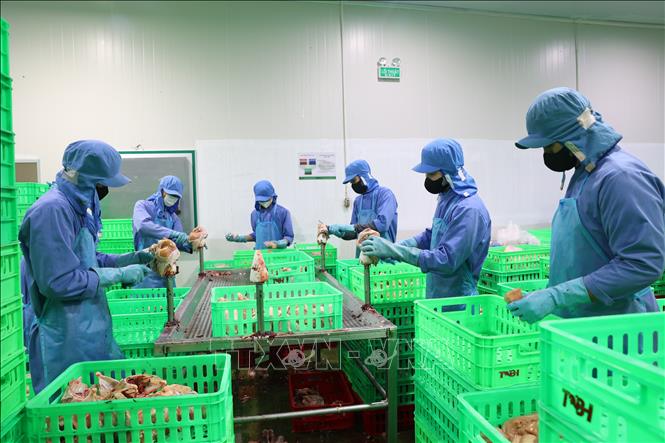 Dây chuyền giết mổ, chế biến gà thịt của công ty. Ảnh: Thanh Tân - TTXVN