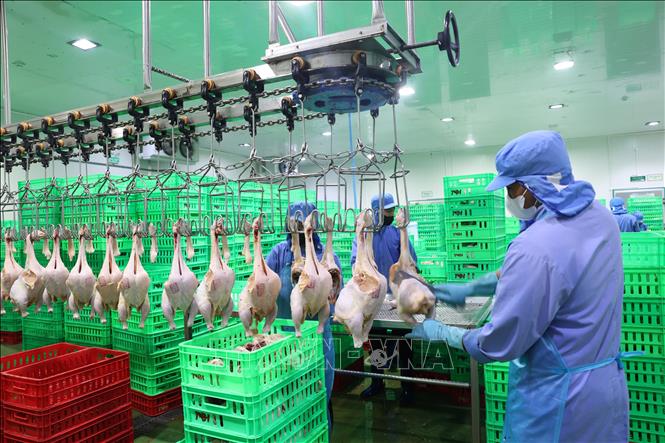 Dây chuyền giết mổ, chế biến gà thịt đảm bảo an toàn vệ sinh thực phẩm của Công ty. Ảnh: Thanh Tân - TTXVN