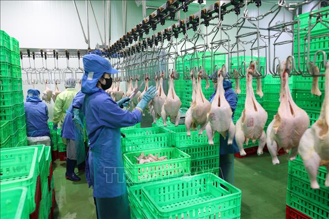 Dây chuyền giết mổ, chế biến gà thịt đảm bảo an toàn vệ sinh thực phẩm của Công ty. Ảnh: Thanh Tân - TTXVN