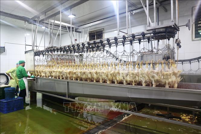 Dây chuyền giết mổ, chế biến gà thịt đảm bảo an toàn vệ sinh thực phẩm của Công ty. Ảnh: Thanh Tân - TTXVN