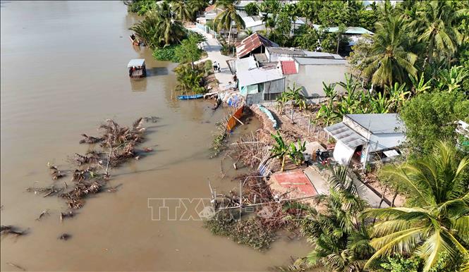 Những cây bần, cây dừa chỉ còn phần ngọn nhô lên khỏi mặt nước tại hiện trường vụ sạt lở ở ấp Phụng An, xã Nhơn Mỹ. Ảnh: Thanh Liêm - TTXVN