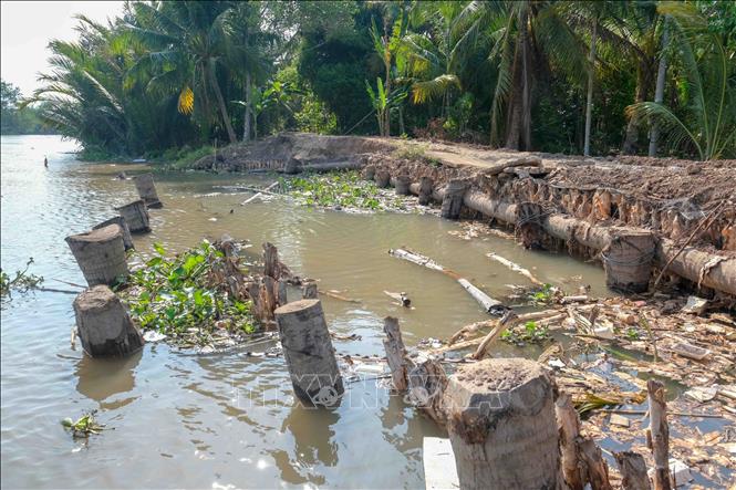 Những cây dừa được đóng xuống sông để gia cố tạm điểm sạt lở trên sông Rạch Mọp, xã Nhơn Mỹ. Ảnh: Thanh Liêm - TTXVN