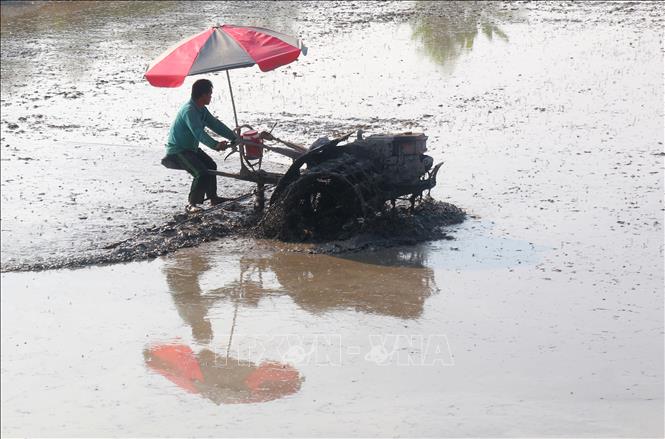 Người dân xã Vị Thanh 1 lùi thời gian xuống giống vụ lúa Hè Thu 2026 để tránh nắng nóng, khô hạn. Ảnh: Duy Khương – TTXVN