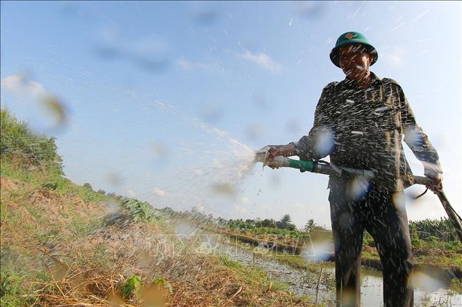 Người dân xã Tân Hòa chuyển đổi vụ lúa Hè Thu sang trồng cây ăn trái. Ảnh: Duy Khương – TTXVN