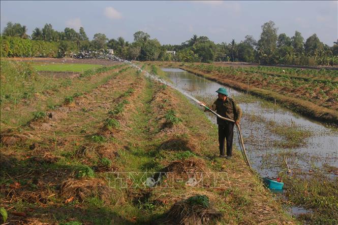 Người dân xã Tân Hòa chuyển đổi vụ lúa Hè Thu sang trồng cây ăn trái. Ảnh: Duy Khương – TTXVN