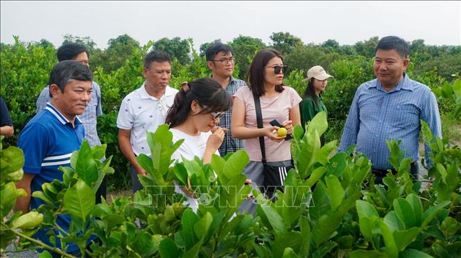 Khách tham quan vườn chanh đạt chuẩn GlobalGAP tại Khu du lịch sinh thái Chavi Garden, ấp 5, xã Thạnh Lợi, tỉnh Tây Ninh. Ảnh: Minh Phú – TTXVN