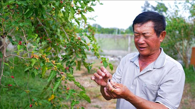 Nông dân Tây Ninh tìm hiểu mô hình trồng dâu tằm hữu cơ kết hợp du lịch, mang lại hiệu quả kinh tế cao. Ảnh: Minh Phú – TTXVN
