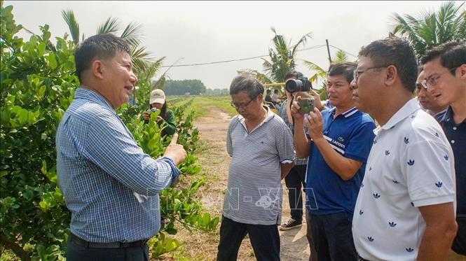 Ông Nguyễn Văn Hiển, Chủ tịch Hội đồng quản trị Công ty Cổ phần Thương mại và Đầu tư Chanh Việt (bìa trái) giới thiệu giống chanh cho hiệu quả kinh tế cao với khách tham quan trang trại. Ảnh: TTXVN phát