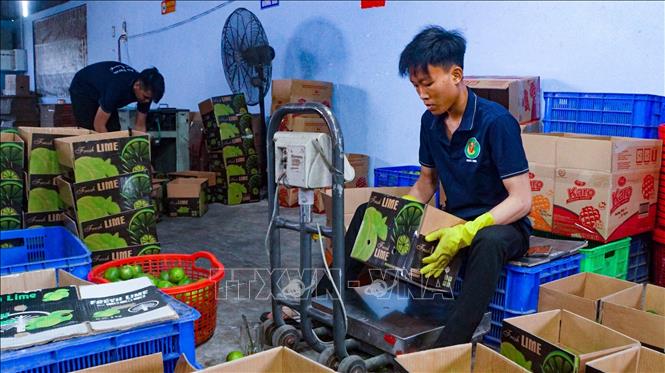 Đóng gói chanh không hạt thương hiệu Vica Lime phục vụ cho xuất khẩu tại Nông trang Hải Âu, ấp 7, xã Lương Hòa , tỉnh Tây Ninh. Ảnh: Minh Phú – TTXVN